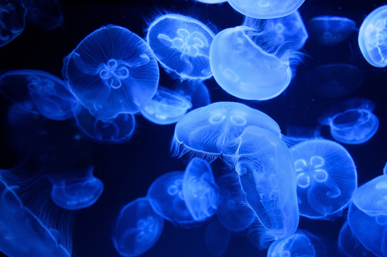 The Importance of Marine Litter Clean-Up Operations